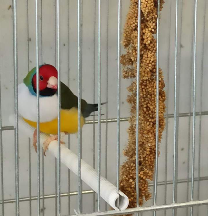 Diamant de Gould en cage