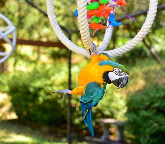 Accessoires adaptés à tous types d’oiseaux