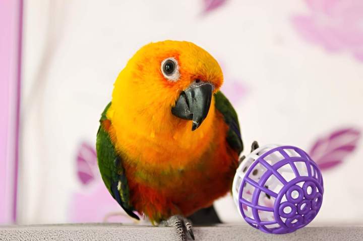 Conure soleil épanoui Marignane