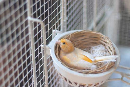 Large choix d’oiseaux et conseils d’experts