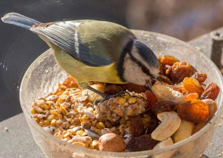 Comment encourager un oiseau à manger plus équilibré s'il est difficile ? Marignane