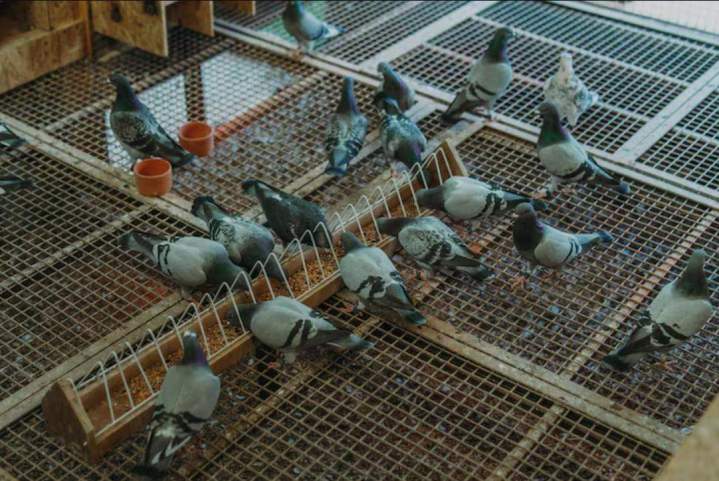 Matériel d'élevage d'oiseaux Marignane