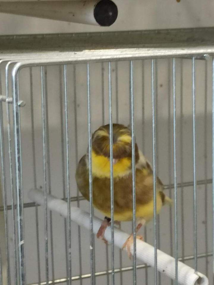 Oiseau, cage et perchoir Marignane