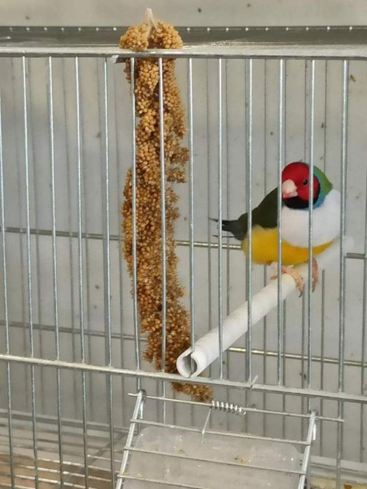 Accessoires oiseaux adaptés Marignane