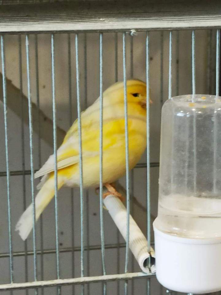 Canaris en cage avec accessoires Marignane