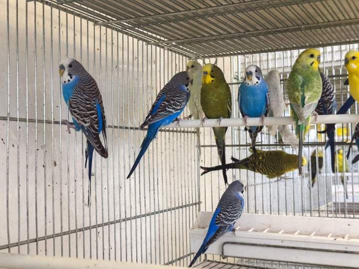 Jolies perruches ondulées Marignane