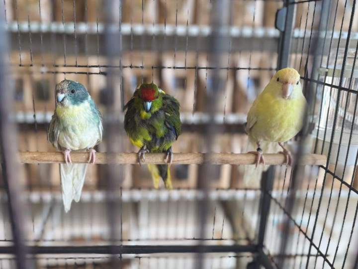 Matériel d'élevage d'oiseaux Marignane