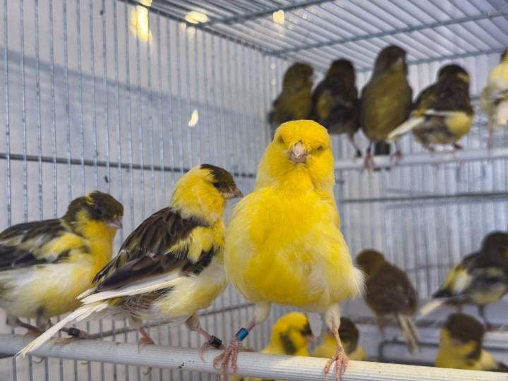 Accessoires oiseaux adaptés Marignane